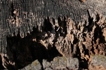 old wood texture