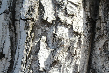 old wood texture