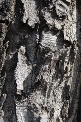 old wood texture