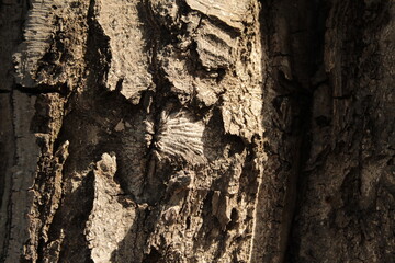 old wood texture