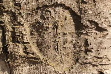 old wood texture