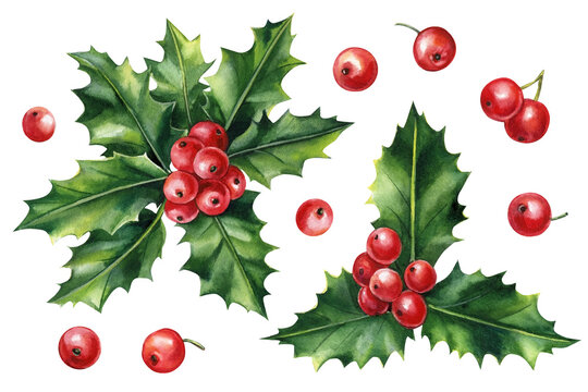 Watercolor Holly leaves decoration with red berries isolated on white background. Element for design.
