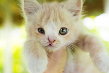 Kitten with a birth defect Cleft lip