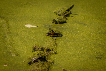 Painted Turtles covered in duckweed