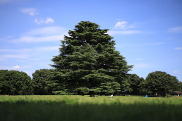 Obraz premium 日本風景 大きな木