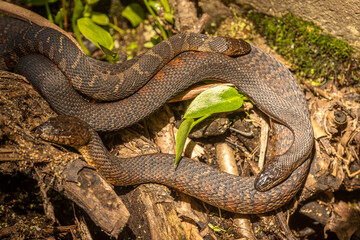 Northern Brown Water Snakes breeding