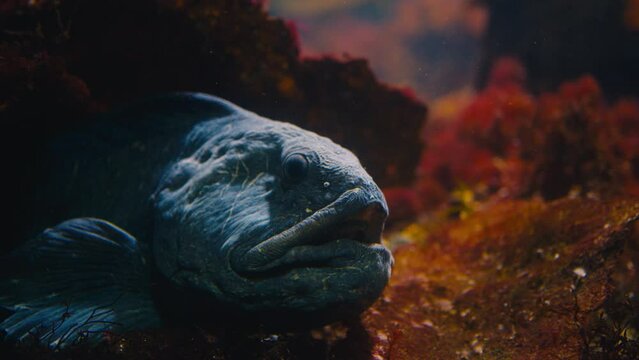 Close-up Atlantic Wolffish Sitting In A Dark Crevice With Stunning Surroundings Waiting For Prey To Go By, Opening And Closing Its Mouth