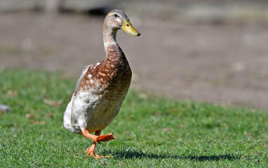 Laufente // Runner duck (Anas platyrhynchos domesticus)