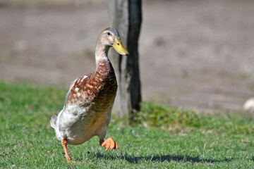 Laufente // Runner duck (Anas platyrhynchos domesticus)