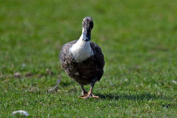 Laufente // Runner duck (Anas platyrhynchos domesticus)