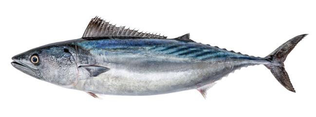 Fish Atlantic bonito, isolated on white background (Sarda sarda) - obrazy, fototapety, plakaty