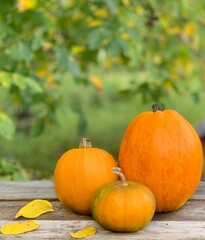 pumpkin close-up on a wooden background. banner for halloween and thanksgiving day. autumn vegetables