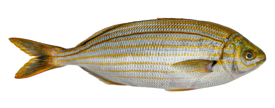 Fish Salema porgy, goldline, isolated on white background (Sarpa salpa)
