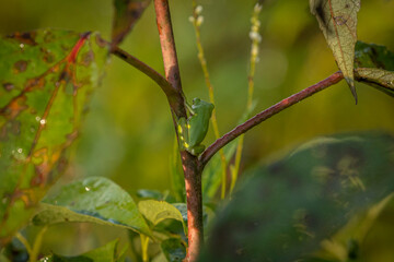 Green Treefrog ready to jump from a plant stem