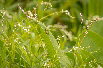Green treefrog sleeps on a large leaf