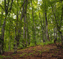 Obraz premium beech forest on cloudy autumn day