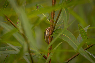 Green Tree Frog sleeps on a plant stem