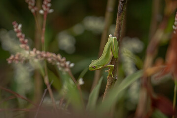 Naklejka premium Green Treefrog ready to jump from a plant stem