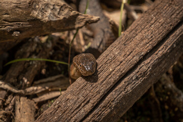 Northern Brown Water Snake