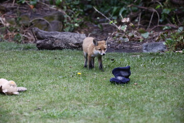 Fox cubs emerging from their den to play in a garden