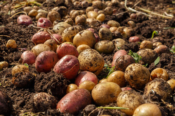 Pile of newly harvested potatoes on field. Harvesting potato roots from soil in homemade garden.