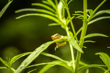 Baby Gray Treefrog on leaves