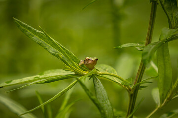 Baby Gray Treefrog on leaves