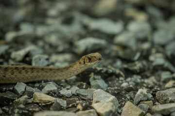 Garter Snake slithers along the ground