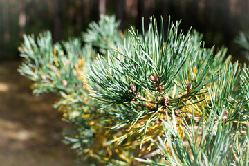 Naklejka na ściany i meble pine branch, prickly, green. Autumn
