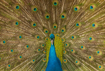 Fototapeta na wymiar Colored Wings of the Peacock, Uskudar Istanbul, Turkey