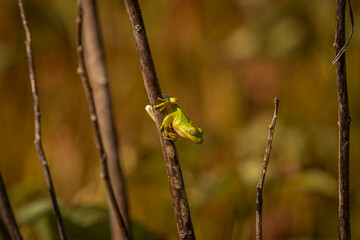 Green Treefrog ready to jump from a plant stem