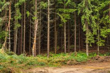 Dirty road next to the pine forest on cloudy day