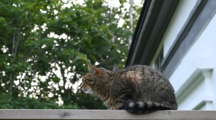 Pet cat in the garden