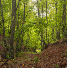 Fototapeta premium beech forest on cloudy autumn day