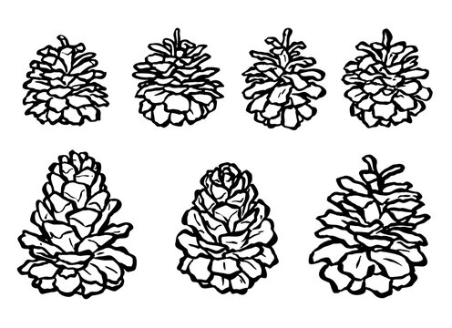 Set of illustrations of pine cones painted by brush