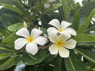 Obraz premium plumeria flower in nature garden