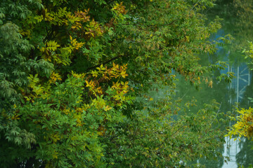 Аutumn yellow leaves on a blurred natural background.