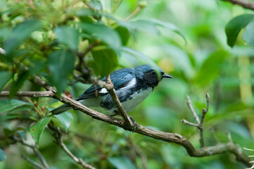 Black-Throated Blue Warbler in the green foliage 