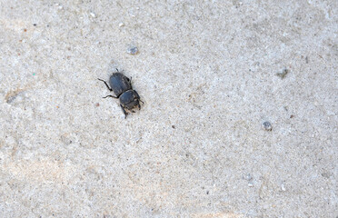 small horned beetle on dry gray sand close up