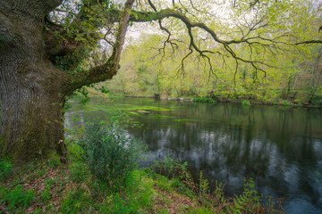 An ancient oak extends its long branches over the current of a river