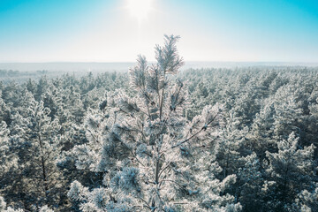 Aerial view of sunset sunrise sun sunshine in sunny winter snowy coniferous forest. Drone view of european woods at wintertime. Sunlight through woods in winter forest landscape. © Great Brut Here