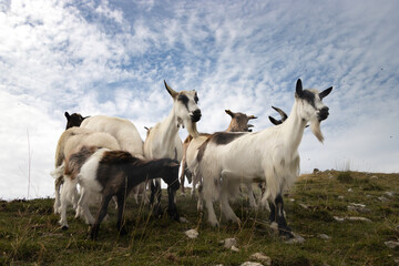 Naklejka na ściany i meble goats on a meadow