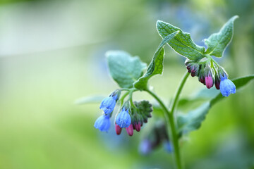 Beautiful blue flowers of Symphytum caucasicum, also known as Caucasian comfrey, blooming in spring...