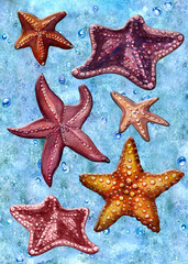 Different types of starfish. Sea creatures. Watercolor drawing of ocean creatures.