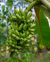 bananas on tree