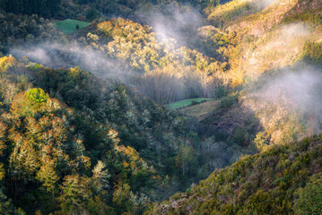 Light mists float between bare forests and green meadow