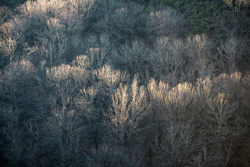 The first light of a winter day lights up the tops of the tallest trees