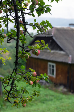 apple tree branch against the backdrop of a house
