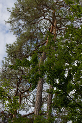 Fototapeta premium la forêt