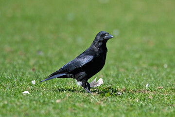 Fototapeta premium Carrion Crow // Aaskrähe, Rabenkrähe (Corvus corone)